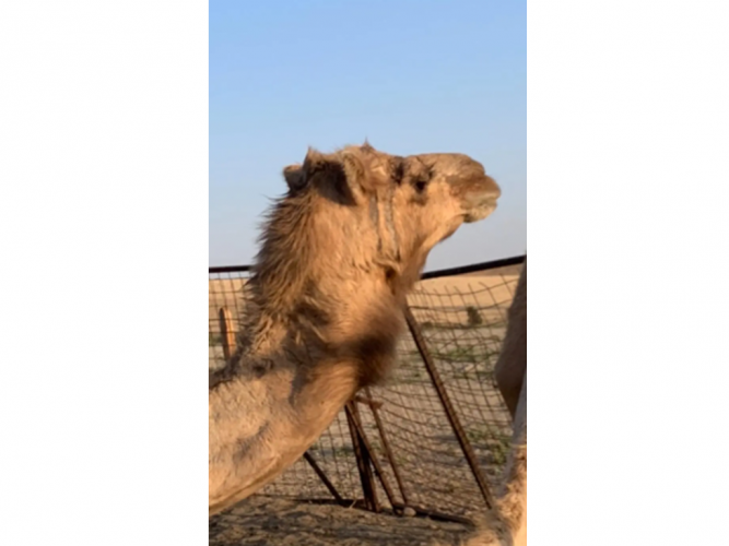  ناقه ضايعه