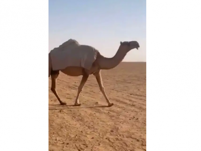  لقحه للبيع