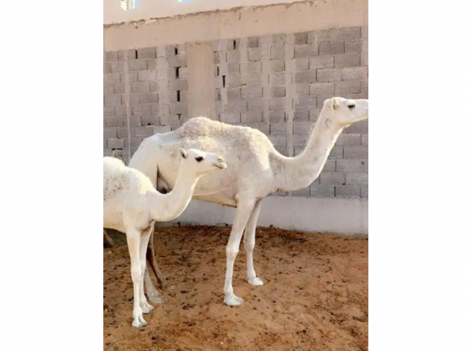  للبيع ناقه خلفه