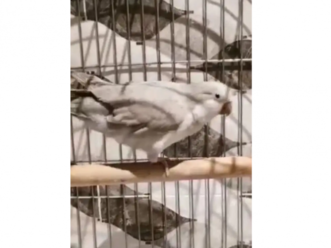  طير مفقود كويكر متكلم دايلوت في حي الثغر بجد