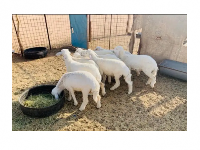  للبيع حريات