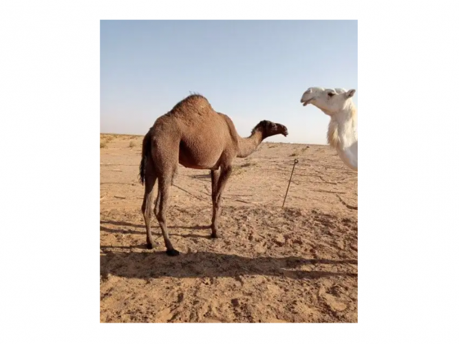  صفر ثنيه للبيع ضريبها