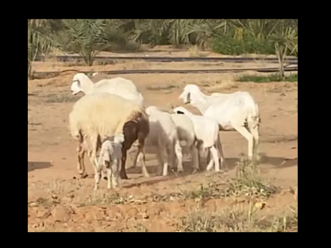  مفقود غنم في الغماس بريدة