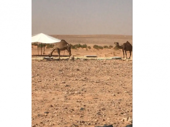  ناقه شعلا لقحه