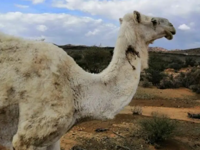  ناقه ضايعه
