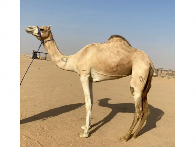  هجن   البيع بكره جاهزه
