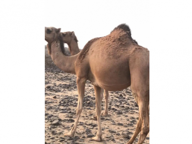  من عين من شاف ناقه ضايعه