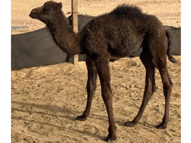  للبيع قعود