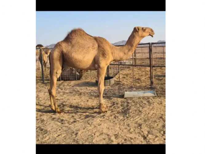  قعود احمر كفو