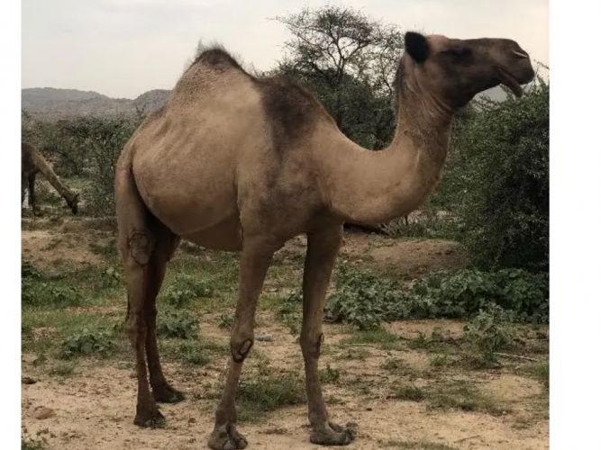  ناقه ضايعه