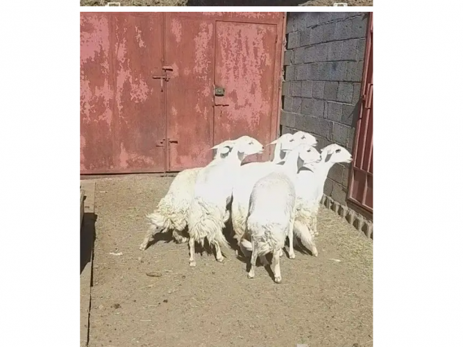  ذبايح حييل كفووو