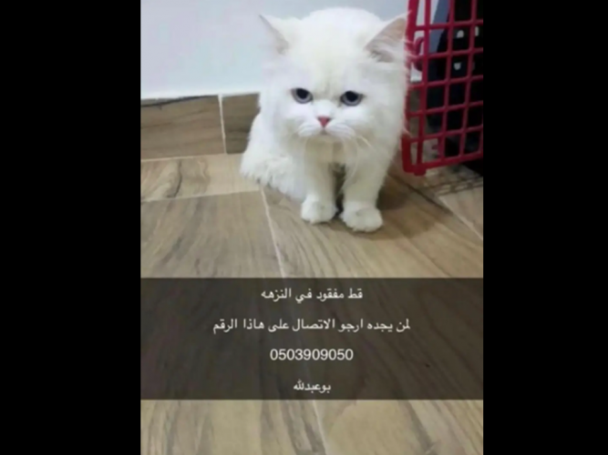  قط ضائع شيرازي عمره سنه ونص عليه طوق