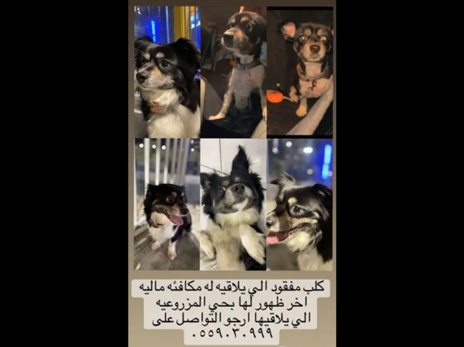  كلب تشيواوا مفقود