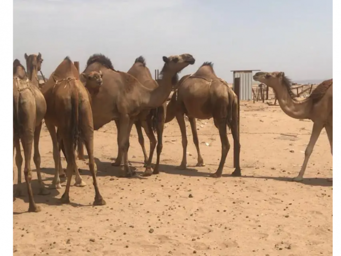  نياق للبيع