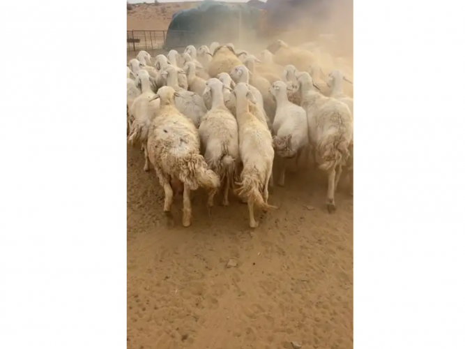  للبيع حريات