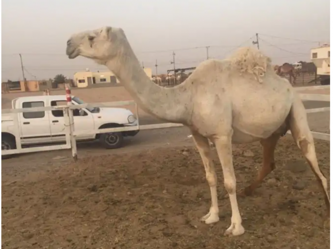 عشرا ثنو تحتها بكره