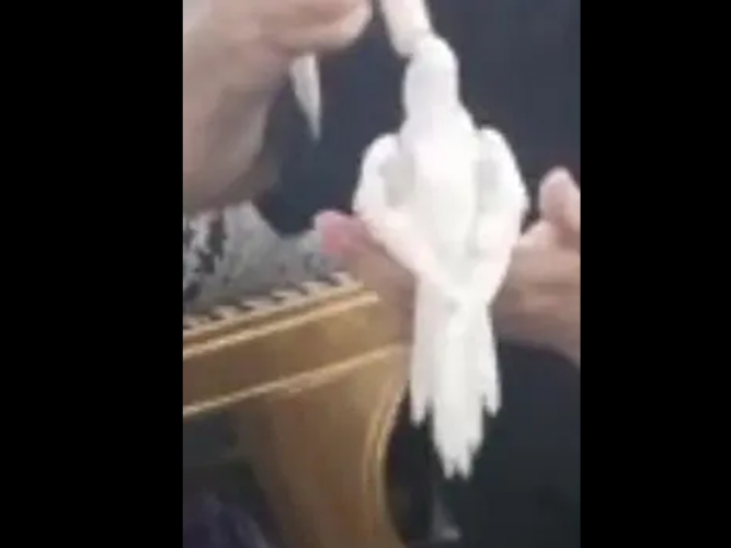 مفقود كروان بايد ابيض وبني محجل بحي النسيم