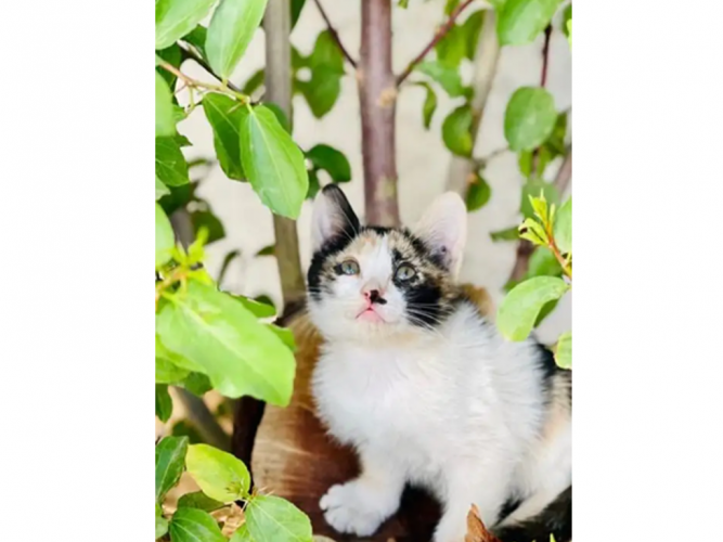  مفقوده