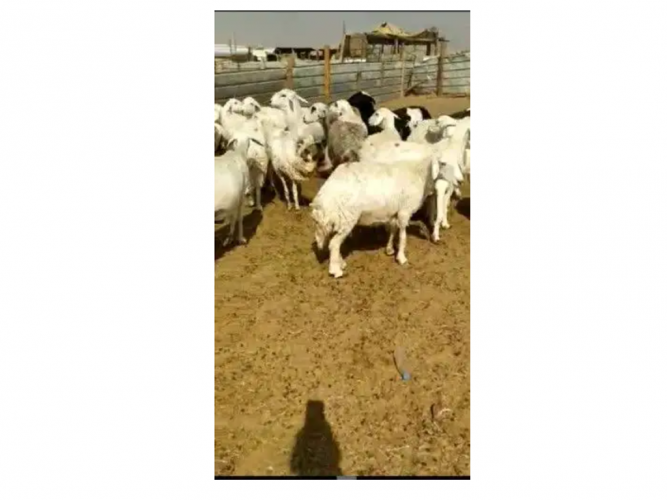  غنم حريات 125تحتها34