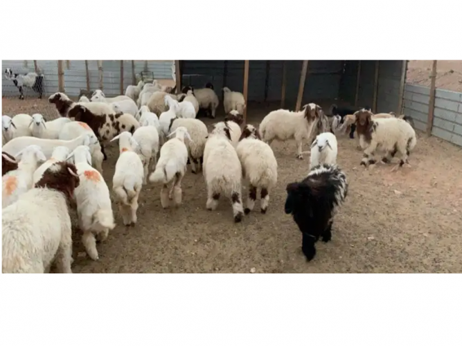  ذبايح برية