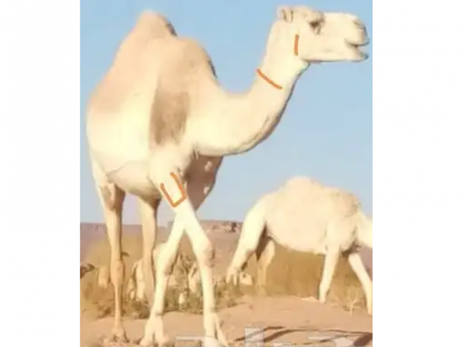  ناقه ضايعه