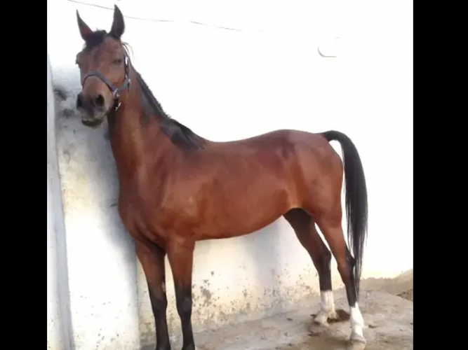  advs/901712 فرس عربيه (واهو) فاخره