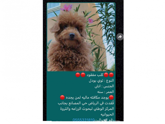  كلب مفقود بالرياض