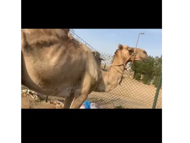  جمل ضايع