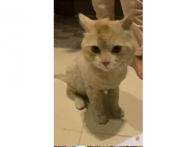  قط مفقود