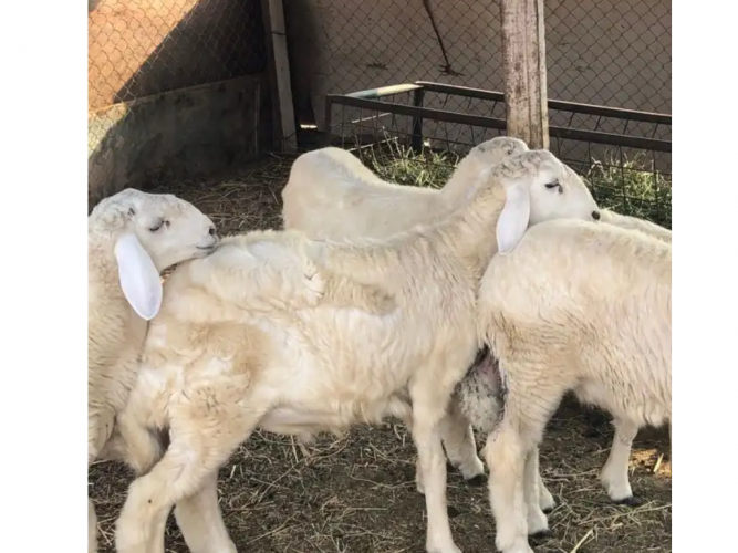  طليان