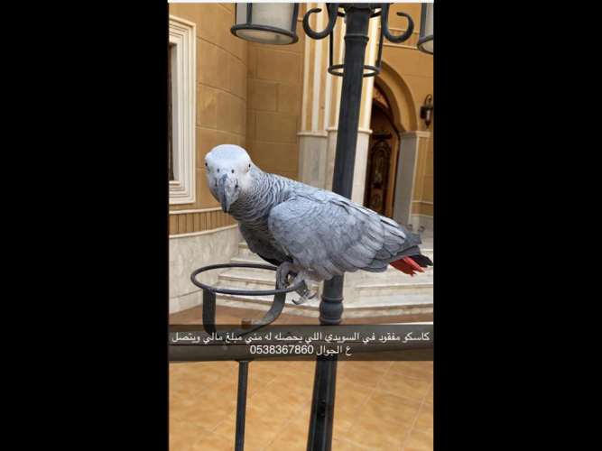  كاسكو مفقود في حي السويدي