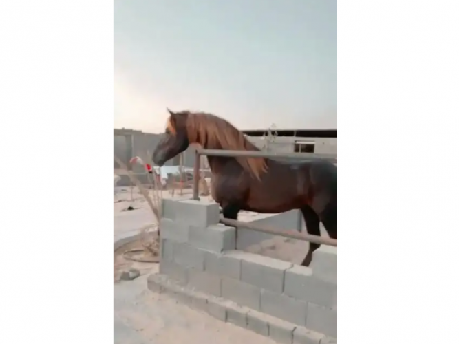  حصان شعبي