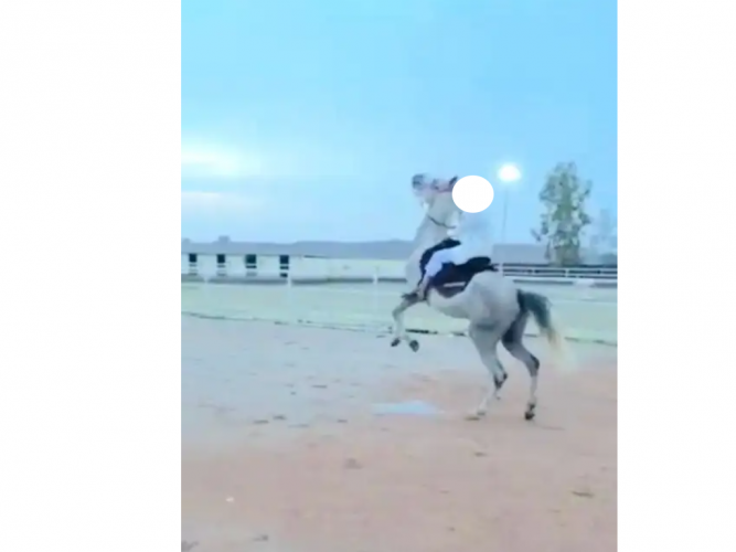  حصان كفو للبيع