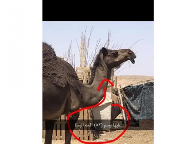  اهل ابل اناقه ضايعه جهت الأبقار أو خشم عيرين