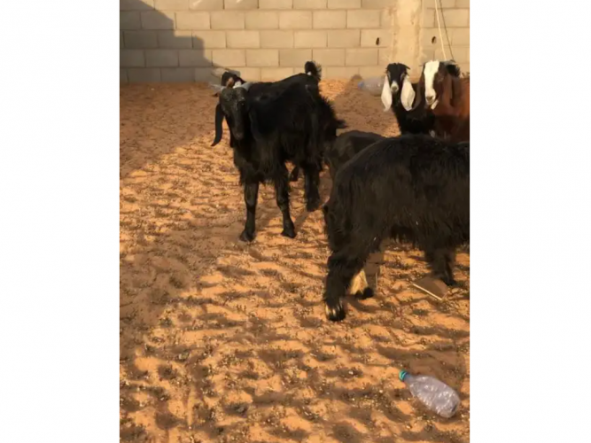  تيوس جذعان
