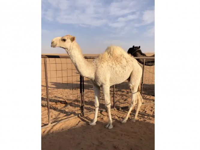  قعود للبيع
