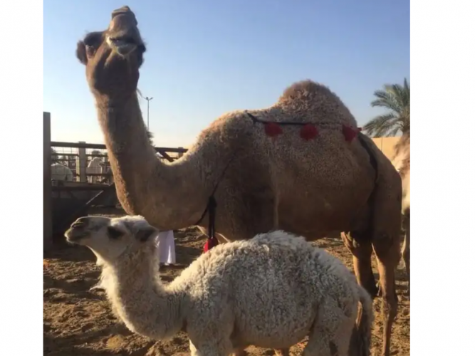  سوق الابل بريده