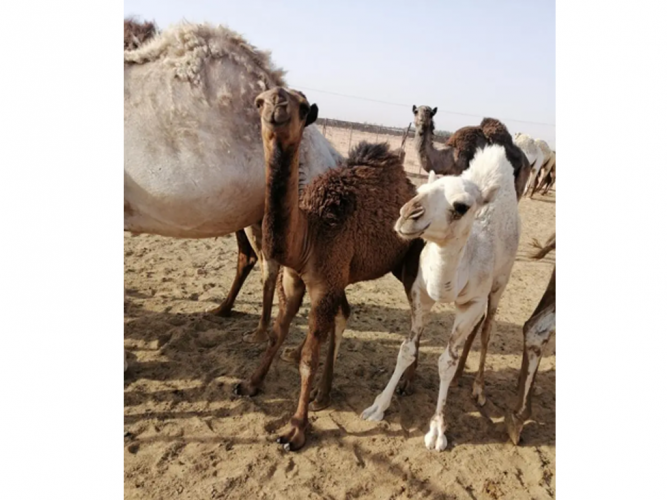  قعدان 3 للبيع