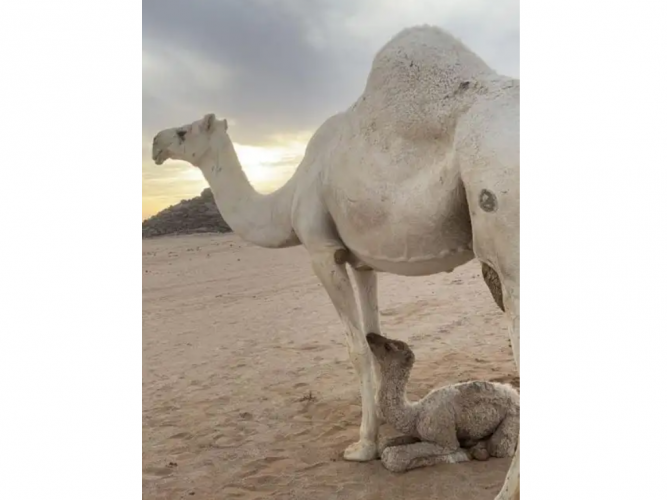  للبيع مصغر الدوادمي