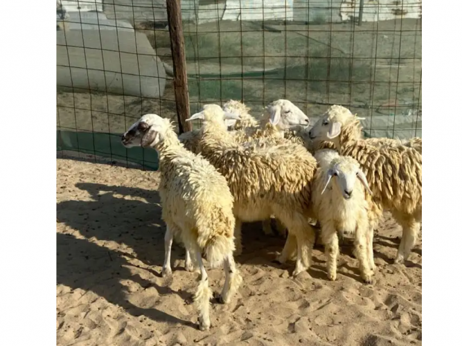  رخال للبيع