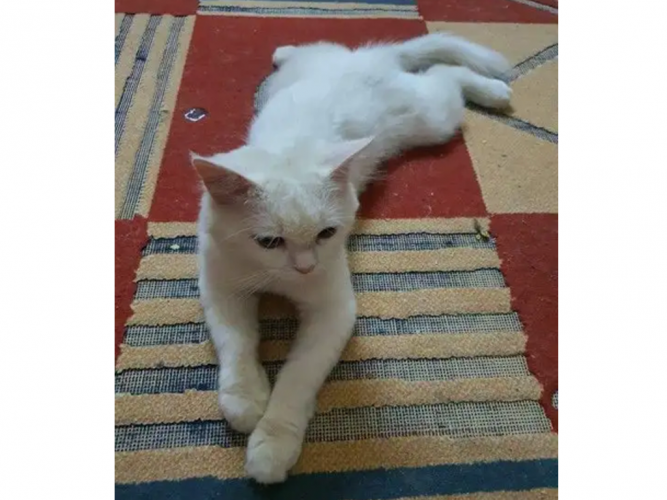  قط للبيع على السوم