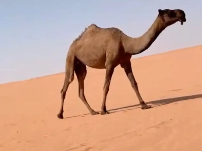  بكره صفرا دبيانيه