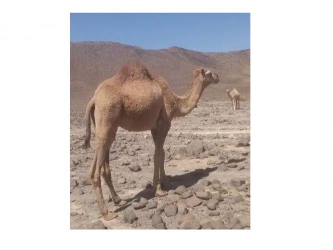  الجمل 