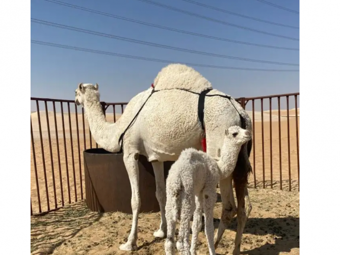  خلفه