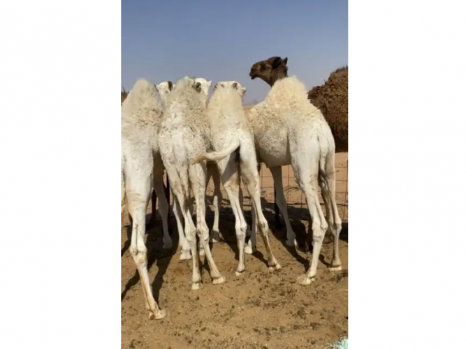  قعدان للبيع