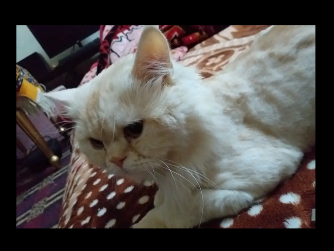  قط مفقود بالصالحية
