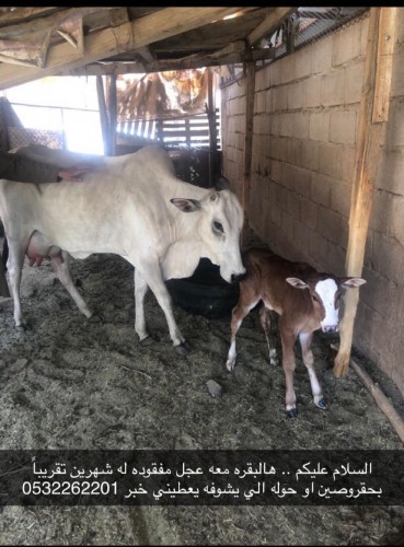  بقره مفقودة بحائل
