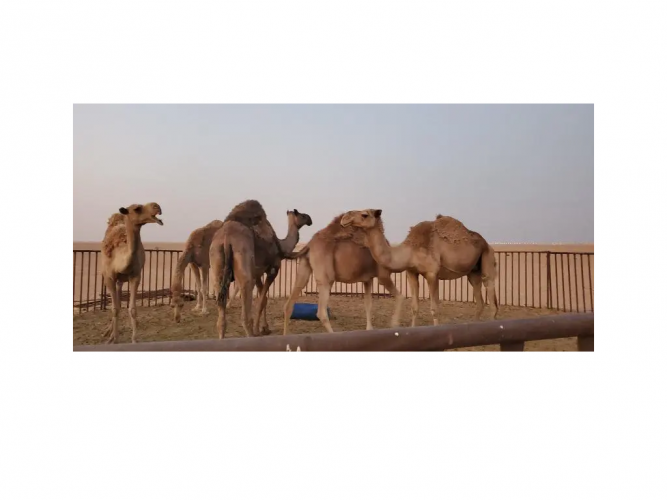  نياق طيبات للبيع