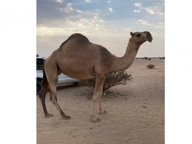  للبيع ناقه