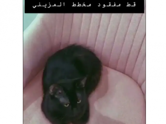  قط مفقود